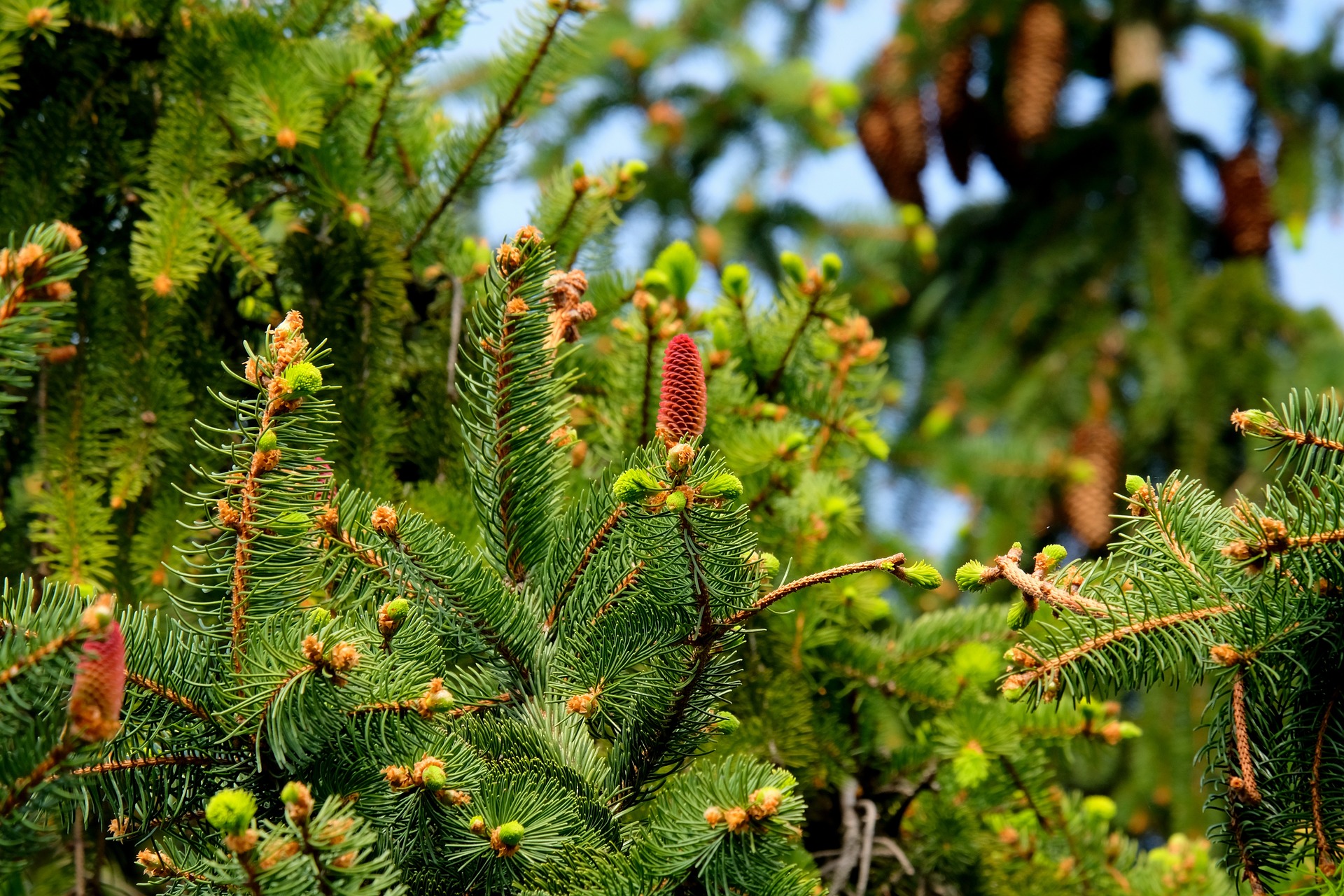 sapins illustration